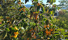 Persimmon tree in fruit