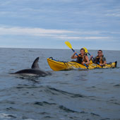 See dolphins while kayaking with Kaikoura Kayaks