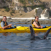 See seals while kayaking with Kaikoura Kayaks