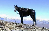 A horse on an Alpine Horse Safari