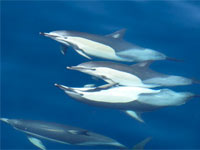Dolphin Tours in Tauranga
