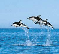 Dolphin Acrobats