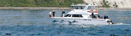 Copyright: Dolphin Encounter. Dolphin Encounter, Swim With Dolphins Kaikoura, Dolphin Encounter Kaikoura