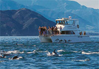 Dolphin Encounter vessel
