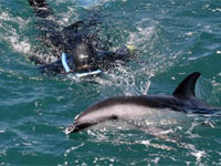 Swim With Dolphins in Kaikoura