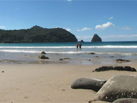 Copyright: New Zealand Tourism Guide. New Chums Beach, Coromandel, New Zealand