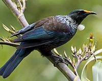 Copyright: New Zealand Tourism Guide. Tui bird, New Zealand
