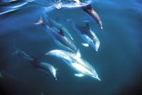 Bottle Nose Dolphins, Bay Of Islands