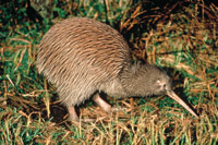 Image Source: Tourism New Zealand. Kiwi bird, Stewart Island, Southland, New Zealand