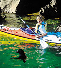 Kayaking with seals, New Zealand