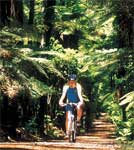 Cycling in a forest. Copyright Legend Photography TNZ, Expires 27 May 2009. New Zealand Cycling. Cycling in New Zealand, New Zealand Bike Tours