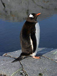 Image Source: U.S. National Science Foundation. Gentoo Penguin, Antarctica