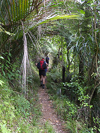 The Hillary Trail, Waitakere Ranges, New Zealand
