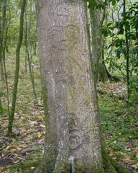 Moriori tree carvings