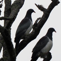 Parea (Chatham Island pigeon)