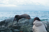 Image Source: Tourism New Zealand. Fur seals in Kaikoura, Canterbury, New Zealand