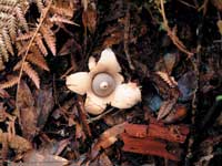 Image Source: Tourism New Zealand (newzealand.com). Fungi at Whirinaki Forest Park, Rotorua, New Zealand