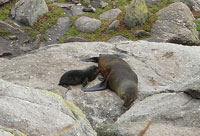 Seals at Cape Foulwind, West Coast, New Zealand