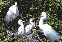 White heron, Whataroa, West Coast, New Zealand