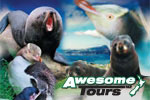 Image of AWESOME TOURS - Dunedin