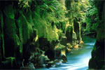 Bay of Plenty - Murupara and Whirinaki Forest Park, New Zealand