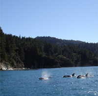 Dolphins
