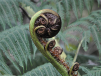 Koru. Photographer: Aidan Rooney