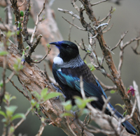 Tui. Photographer: Aidan Rooney
