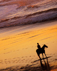 New Zealand Horse Riding, Horse Riding in New Zealand, Horse Treks in New Zealand