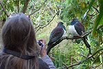 Image of ACCOMMODATION AT WHAREPUKE - Kerikeri