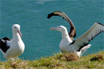 View more images of ALBATROSS COLONY - Dunedin Image of ALBATROSS COLONY - Dunedin