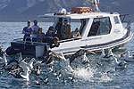 Image of ALBATROSS ENCOUNTER - Kaikoura