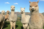 Image of ALPACA FARM TOURS - Akaroa