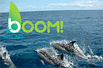 Image of BOOM SAILING - WHITIANGA