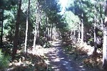Image of BOTTLE LAKE FOREST PARK - Christchurch