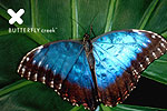 Image of BUTTERFLY CREEK - Auckland Airport