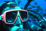 Diving in the coromandel with Cathedral Cove Dive
