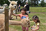 View more images of CORNERSTONE ALPACA STUD - Gordonton Image of CORNERSTONE ALPACA STUD - Gordonton