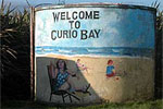 Visit Website of Curio Bay - Off the beaten track Image of Curio Bay - Off the beaten track