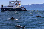 Image of DOLPHIN ENCOUNTER - Kaikoura