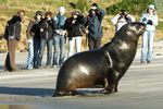 Image of ELM WILDLIFE TOURS - Port Chalmers, Dunedin