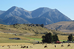 Sheep on a Farm to Farm Tour in New Zealand