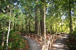 Image of FOUR SISTERS WALK - Northland
