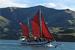 Sailing with dolphins on Akaroa Harbour