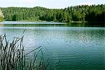 Visit Website of BLUE LAKE TRACK - Rotorua Image of BLUE LAKE TRACK - Rotorua
