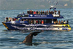 Whale watching in Kaikoura