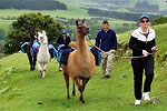 Image of KAIKOURA LLAMA TREKKING - Kaikoura