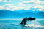 Canterbury - Kaikoura, New Zealand