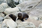 Image of KAIKOURA COAST SEAL COLONY WALK - Kaikoura