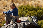 Image of ARTHUR'S PASS WALKING TRACK - Arthur’s Pass